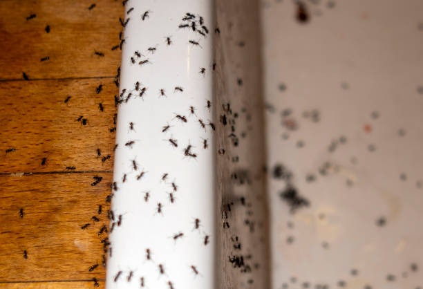 Best Residential Pest Control  in New Ulm, MN